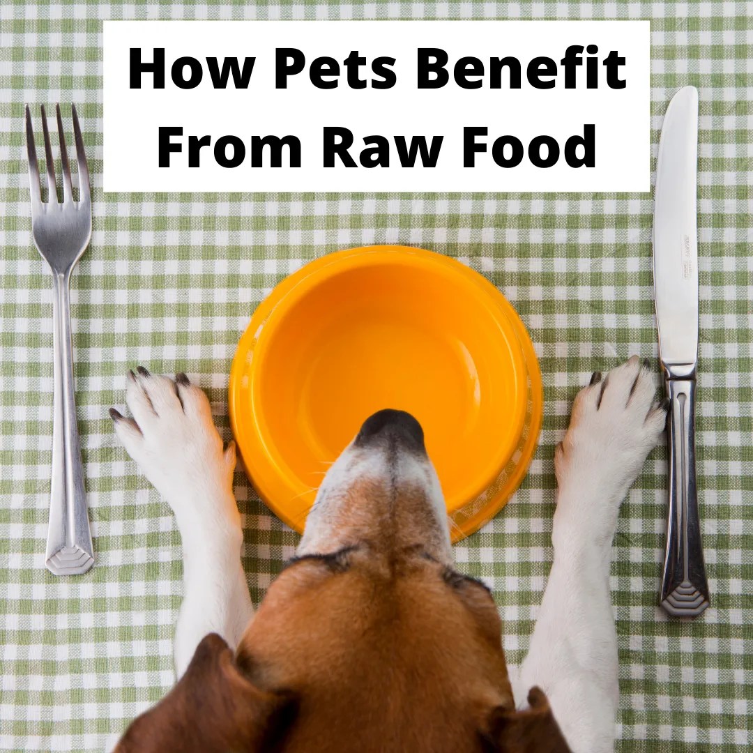 How Pets Benefit From Raw Food Whippany, New Jersey