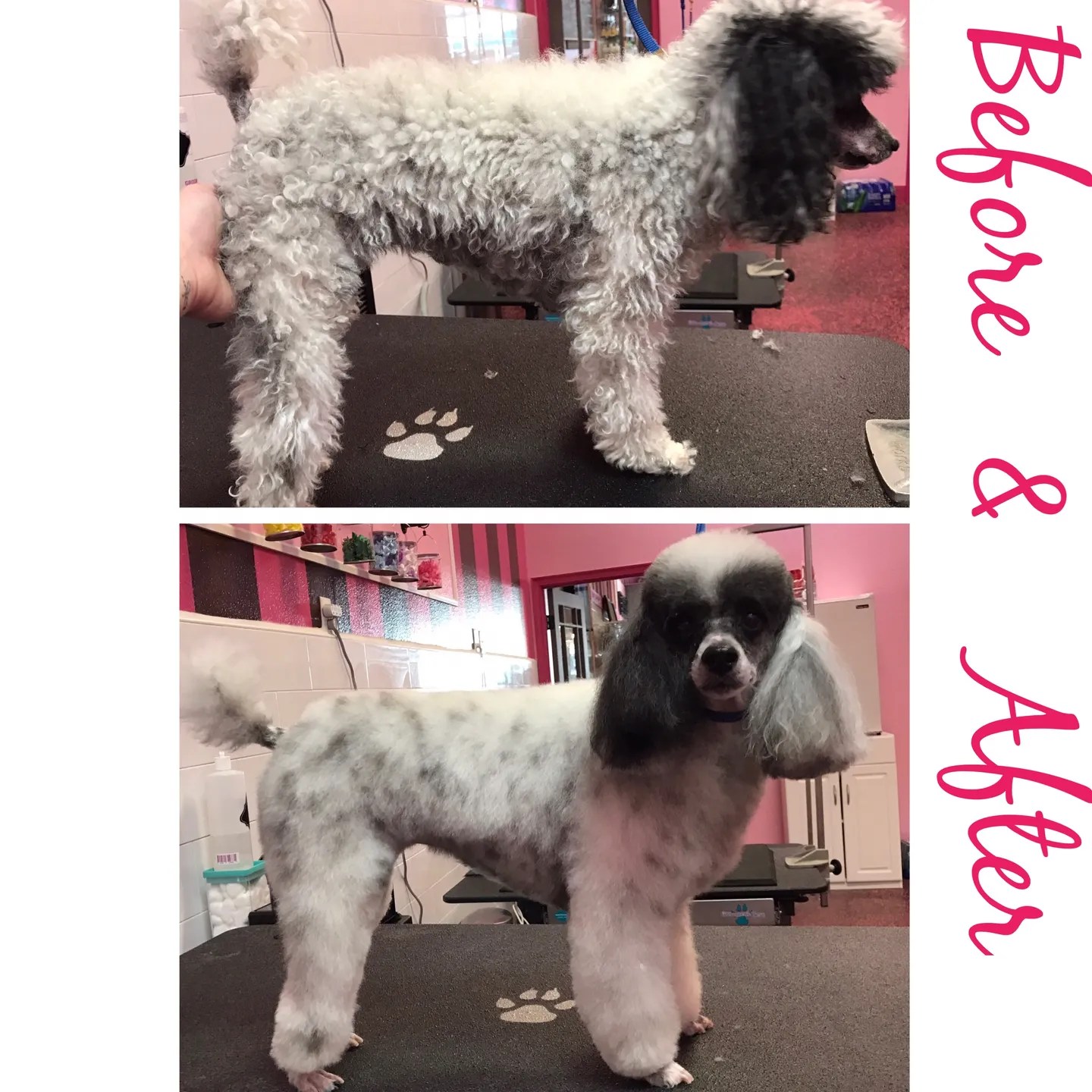 Pet Grooming Salon Cat & Dog Grooming Service Shop In Lake Mary At