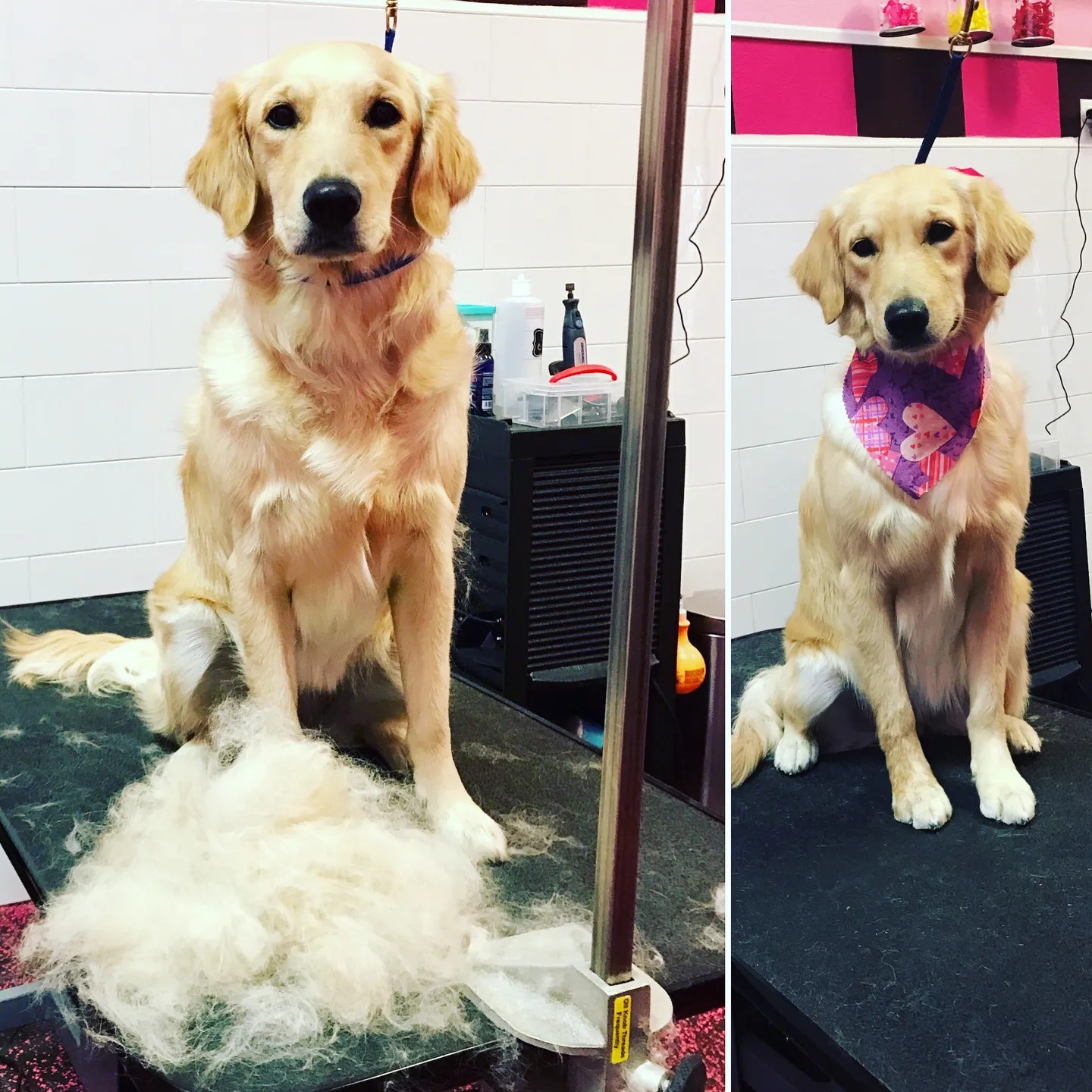 Pet Grooming Salon Cat & Dog Grooming Service Shop In Lake Mary At