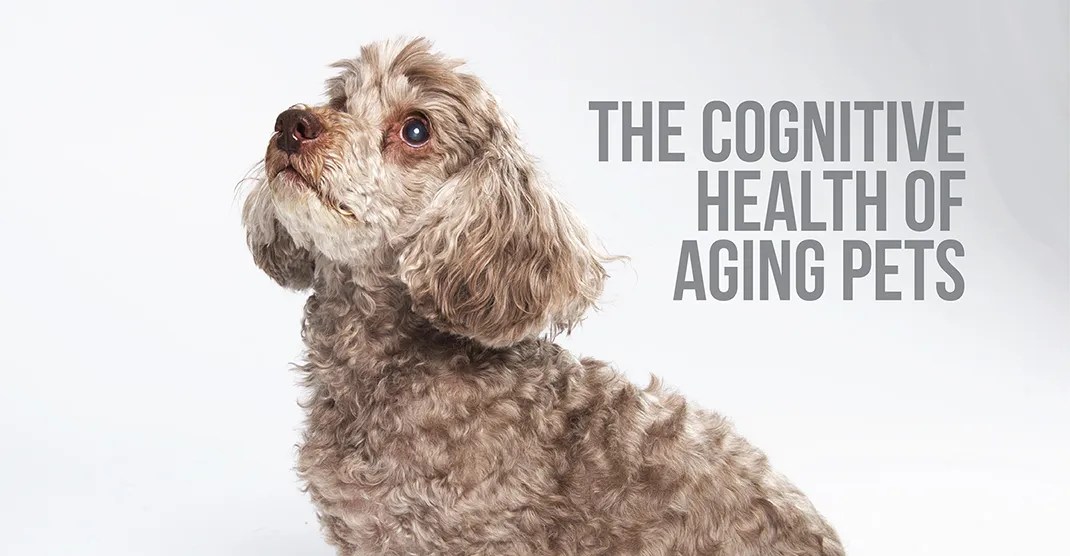 The Cognitive Health Of Aging Pets Muskego, Wisconsin