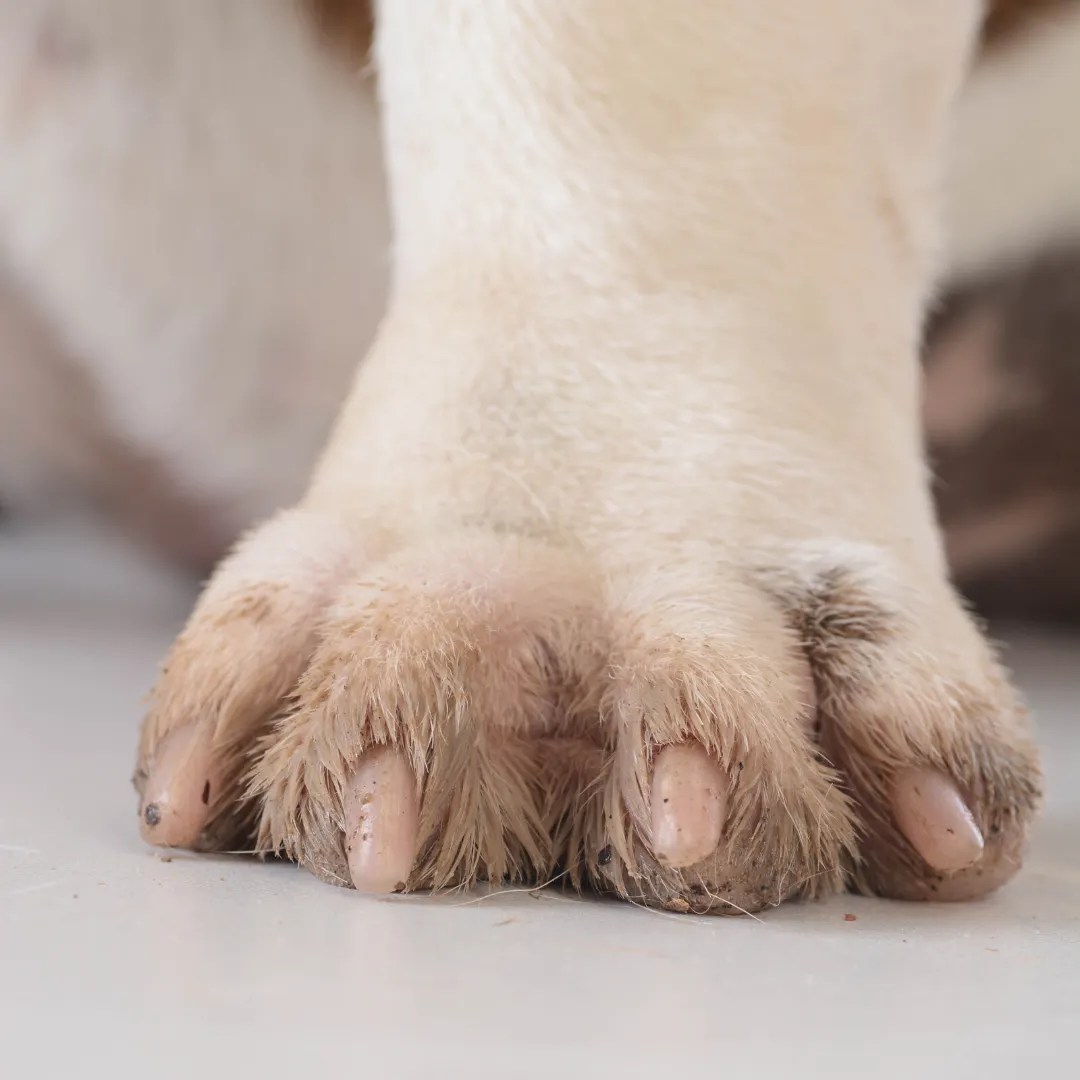 The Dangers Of Long Nails For Dogs Whippany, New Jersey