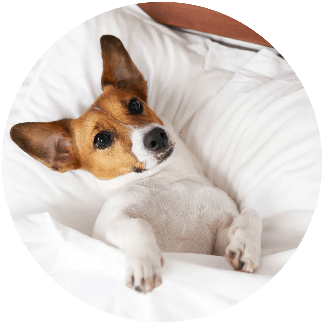 Pet Retail At JM Pet Resort & JM Pet Vet Clinic