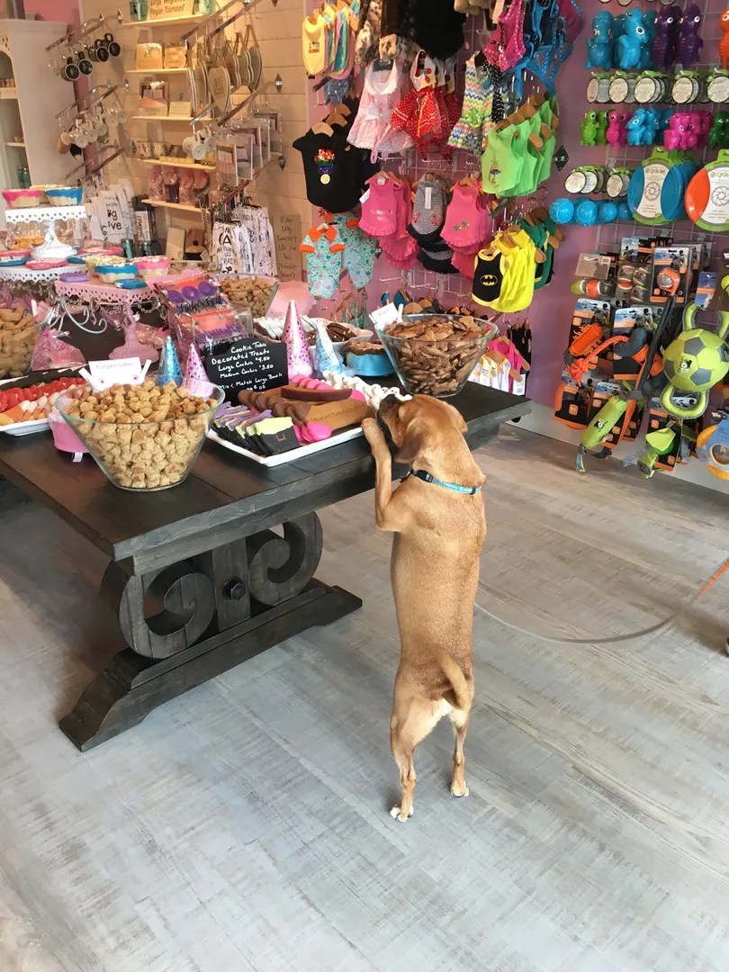 Dog Bakery For Pets Dog Cakes & Treats In Fort Lauderdale At Woof