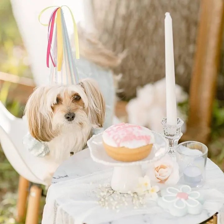 Dog Bakery For Pets Dog Cakes & Treats In Fort Lauderdale At Woof