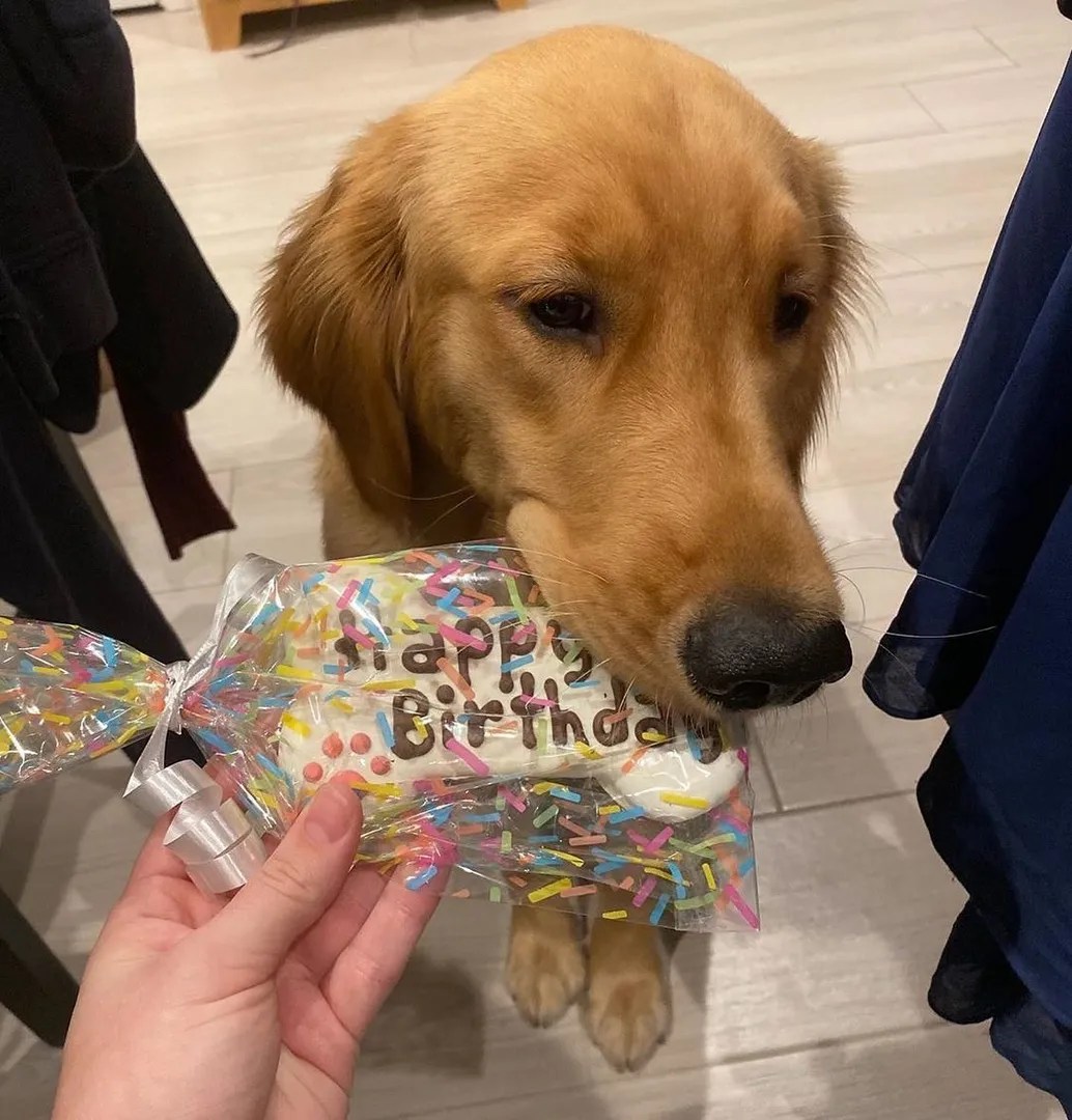 Dog Bakery For Pets Dog Cakes & Treats In Fort Lauderdale At Woof