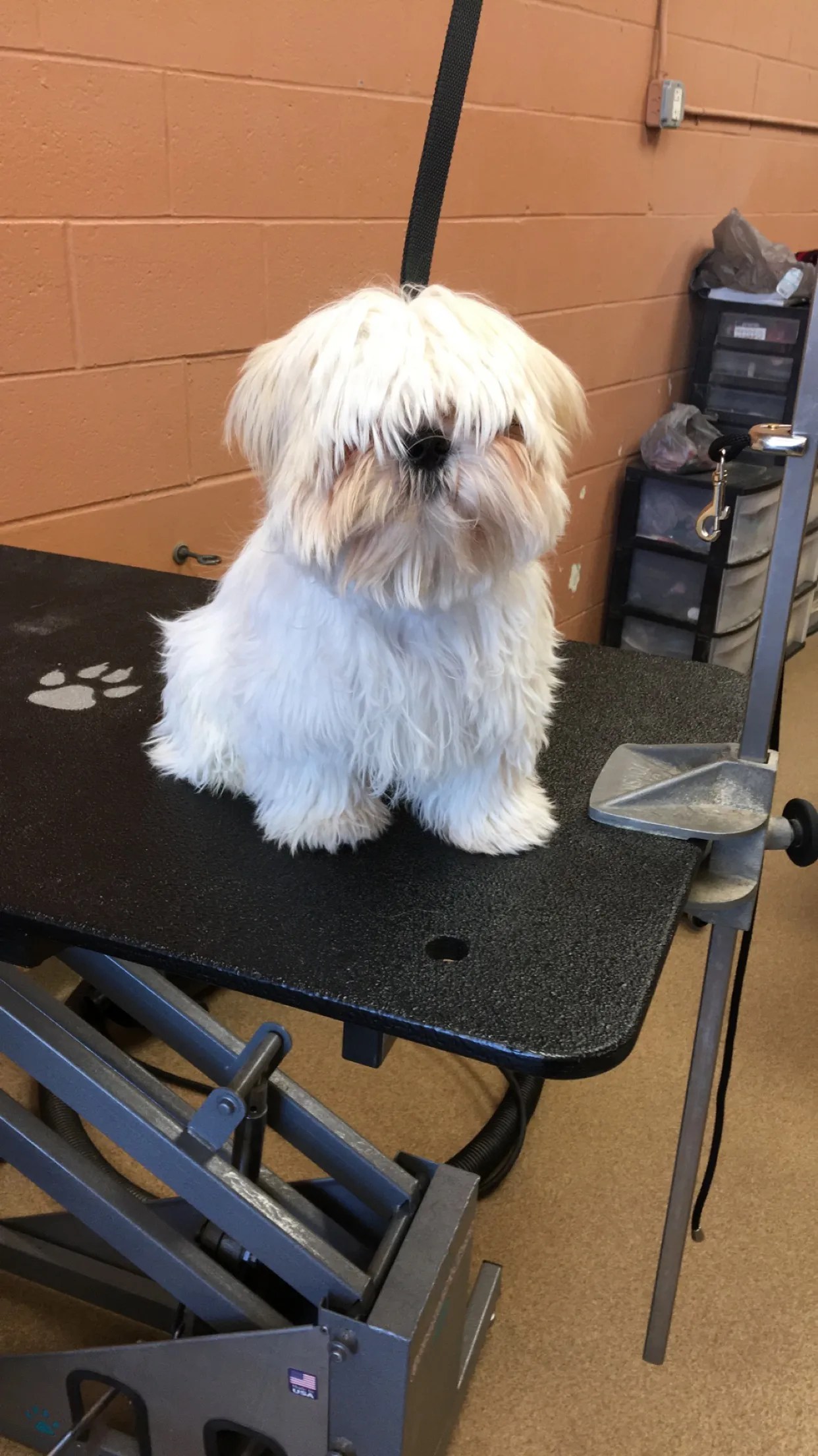 Pet Grooming Salon Cat & Dog Grooming Service Shop In Brockton At JM