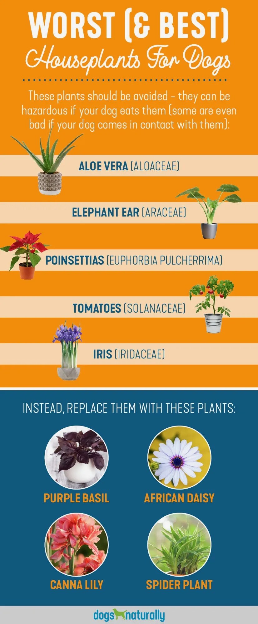 5 Poisonous Plants For Dogs (& 4 Safe Alternatives) Fort Lauderdale, Florida