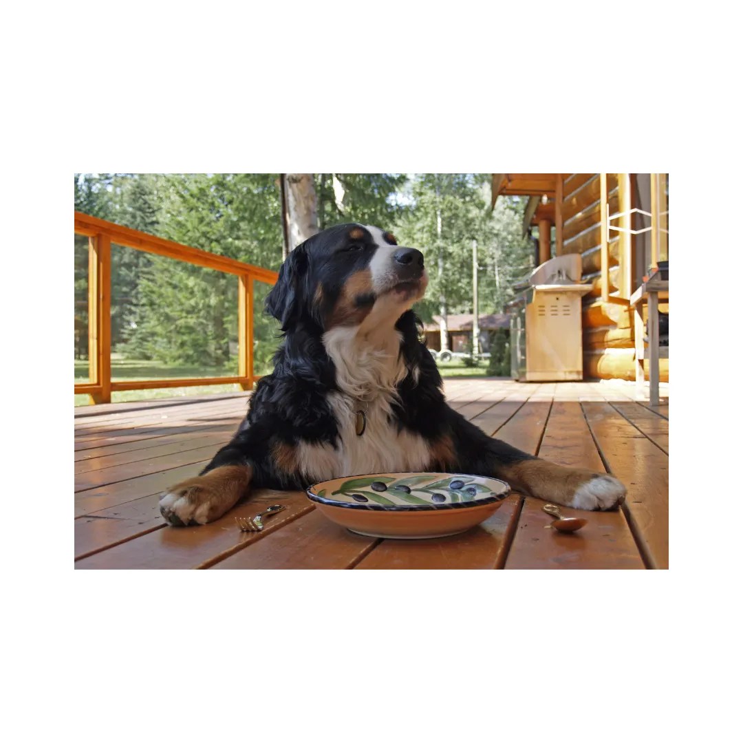 8 Healthy Dog Food Toppers Highland, Michigan