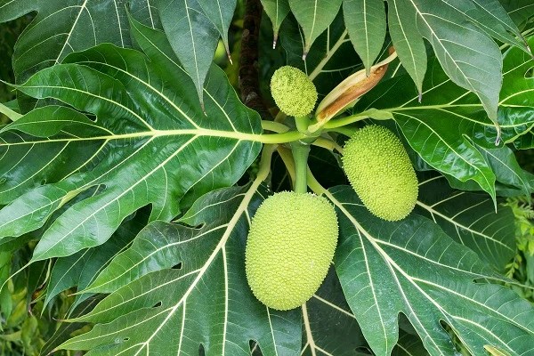 6 Manfaat Daun Sukun dan Cara Pengolahannya yang Benar