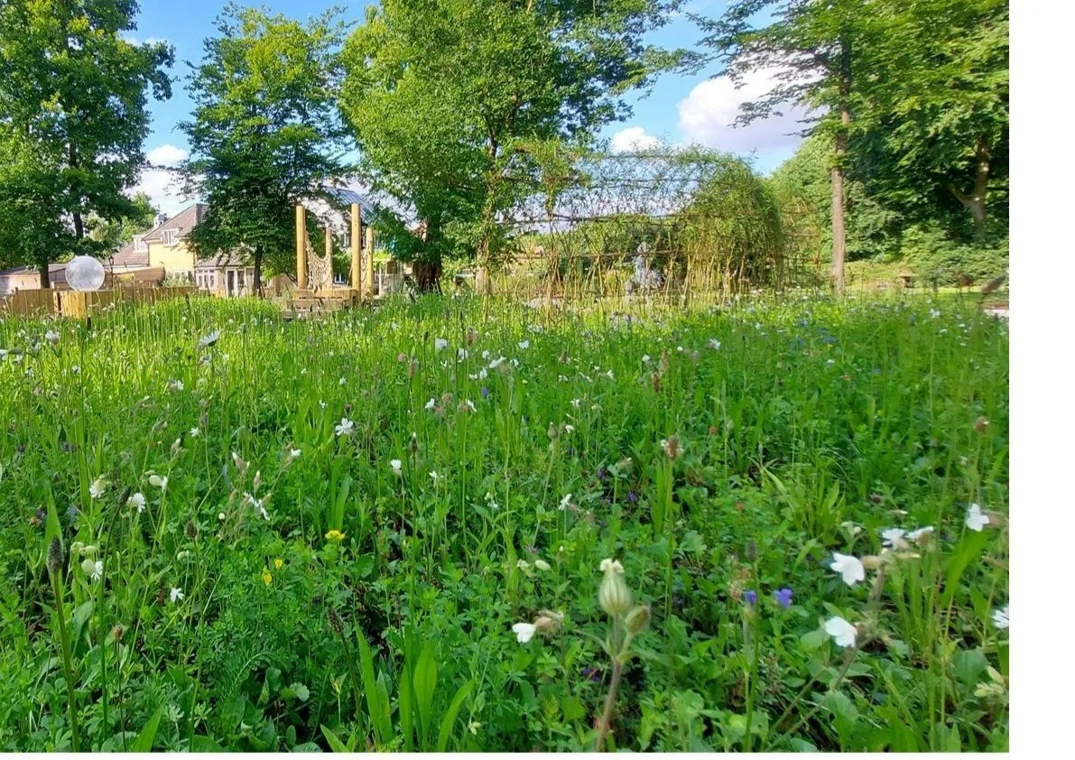 When and how to cut a wildflower meadow Lindum Turf