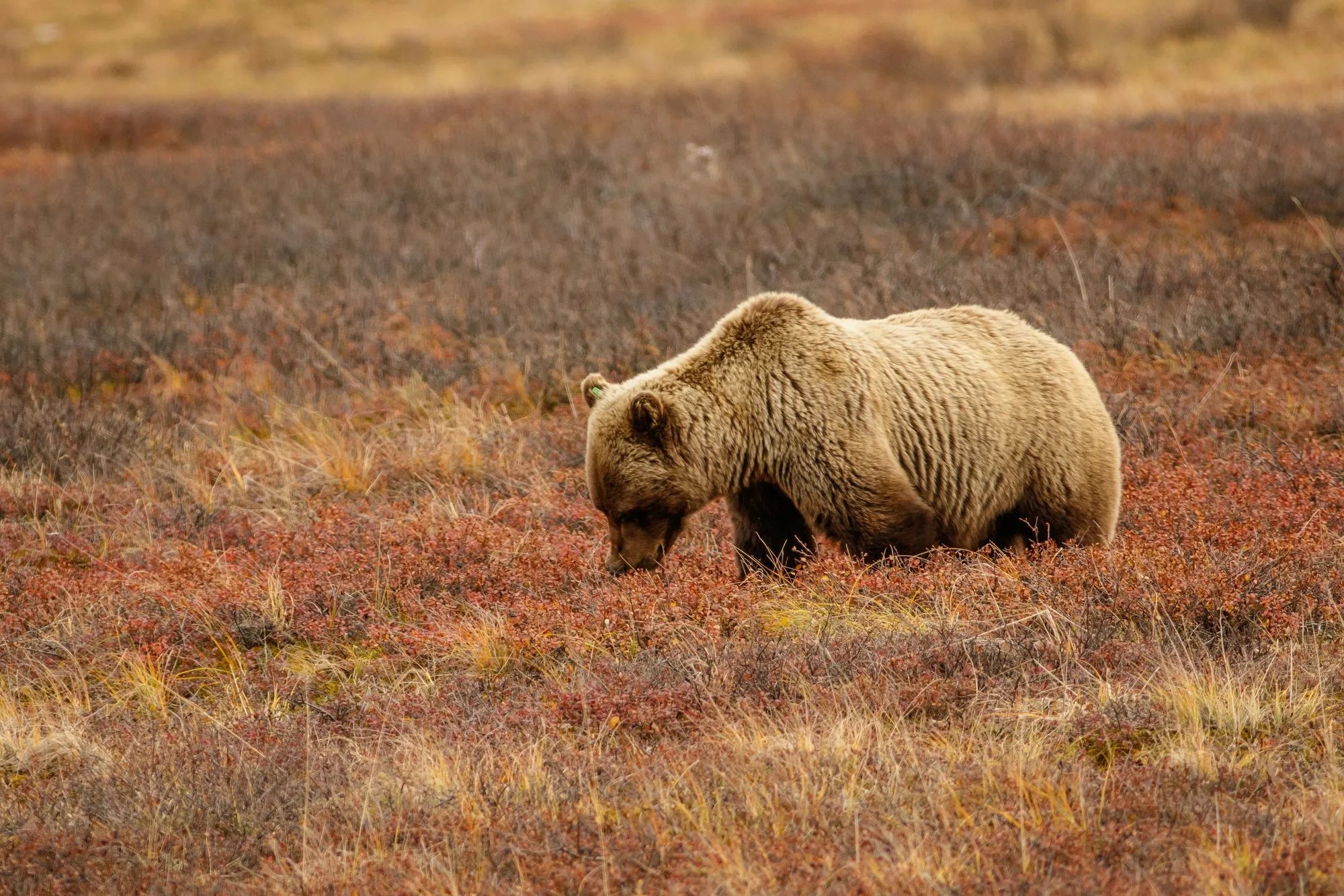 Best Place To See Bears In Alaska Thrilling Adventures Await