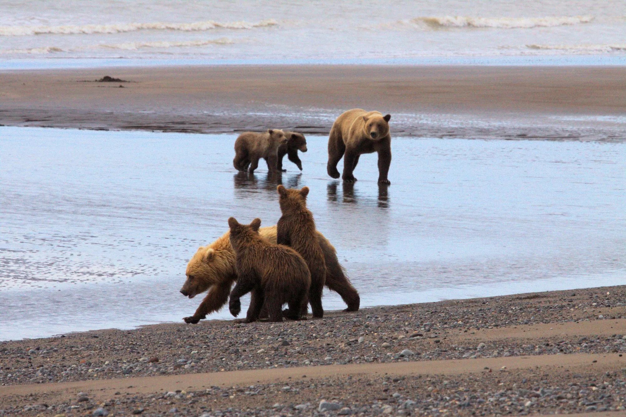 Viewing Bears In Alaska A OnceInALifetime Wildlife Adventure