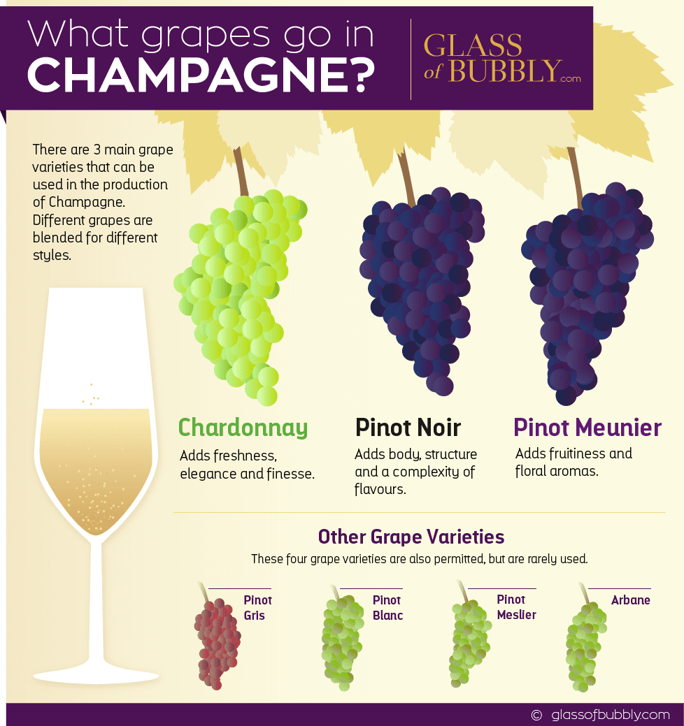Free Champagne & Sparkling Wine Infographics Glass Of Bubbly