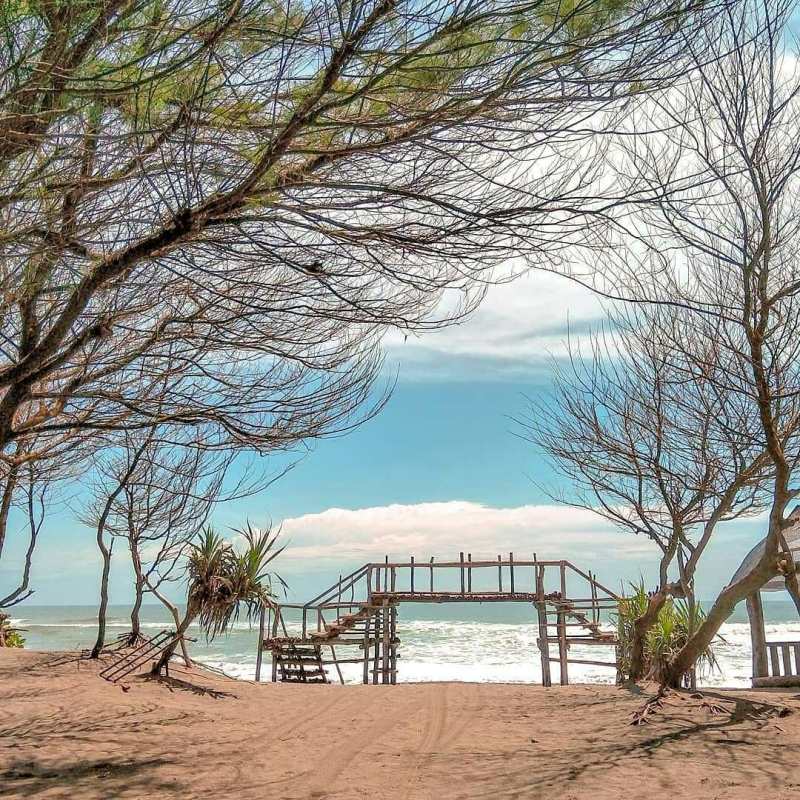 Pantai Cemara Sewu, Eskotisme Pantai dan Lorong Pohon Cemara