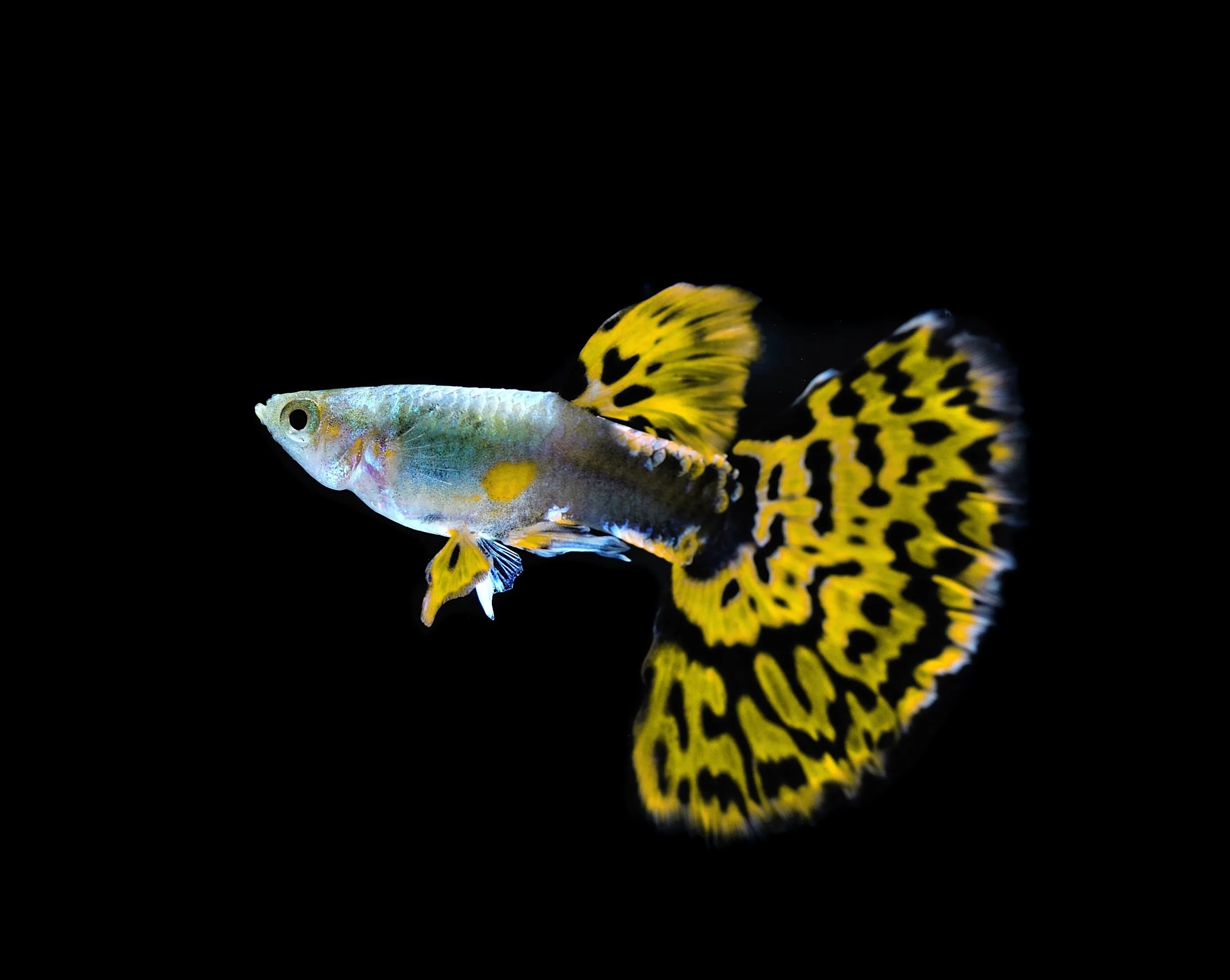 Ini Dia Manfaat Pelihara Ikan Guppy dan Cupang jabarjuara.co
