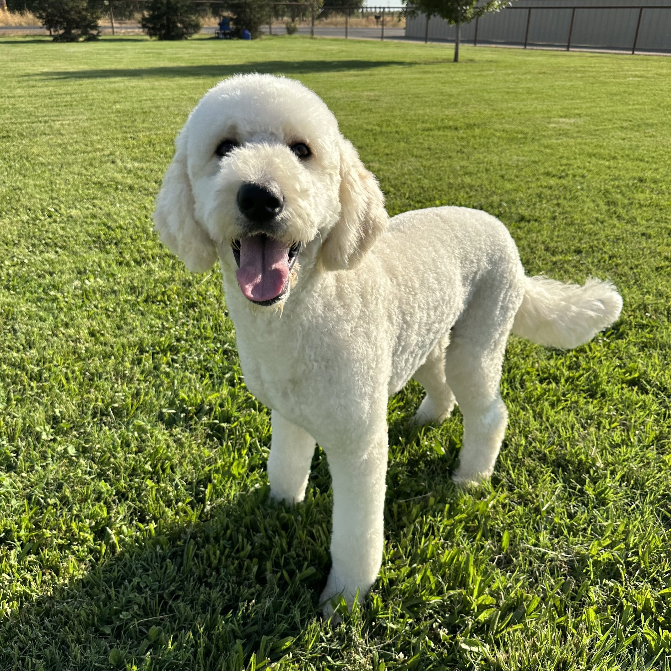 Trained Puppies IKAdoodles