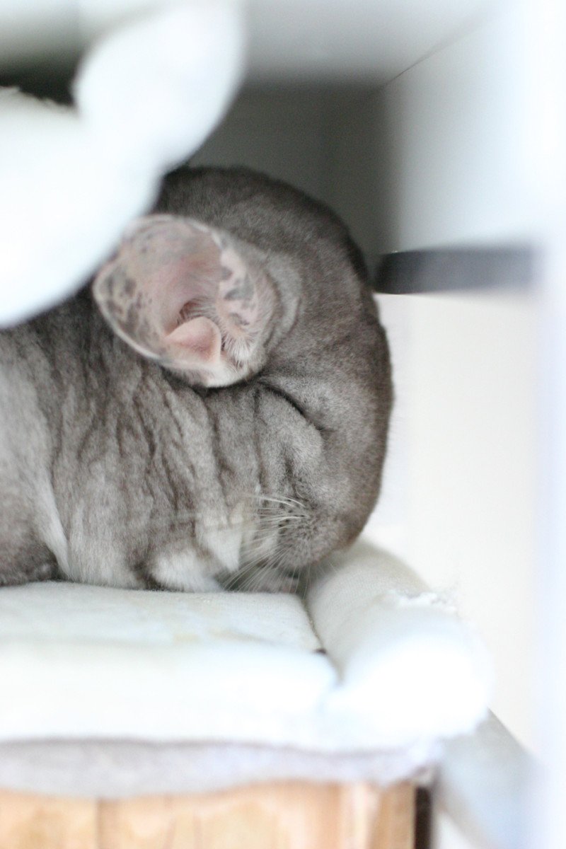 New cosy and safe cage for my chinchillas IKEA Hackers