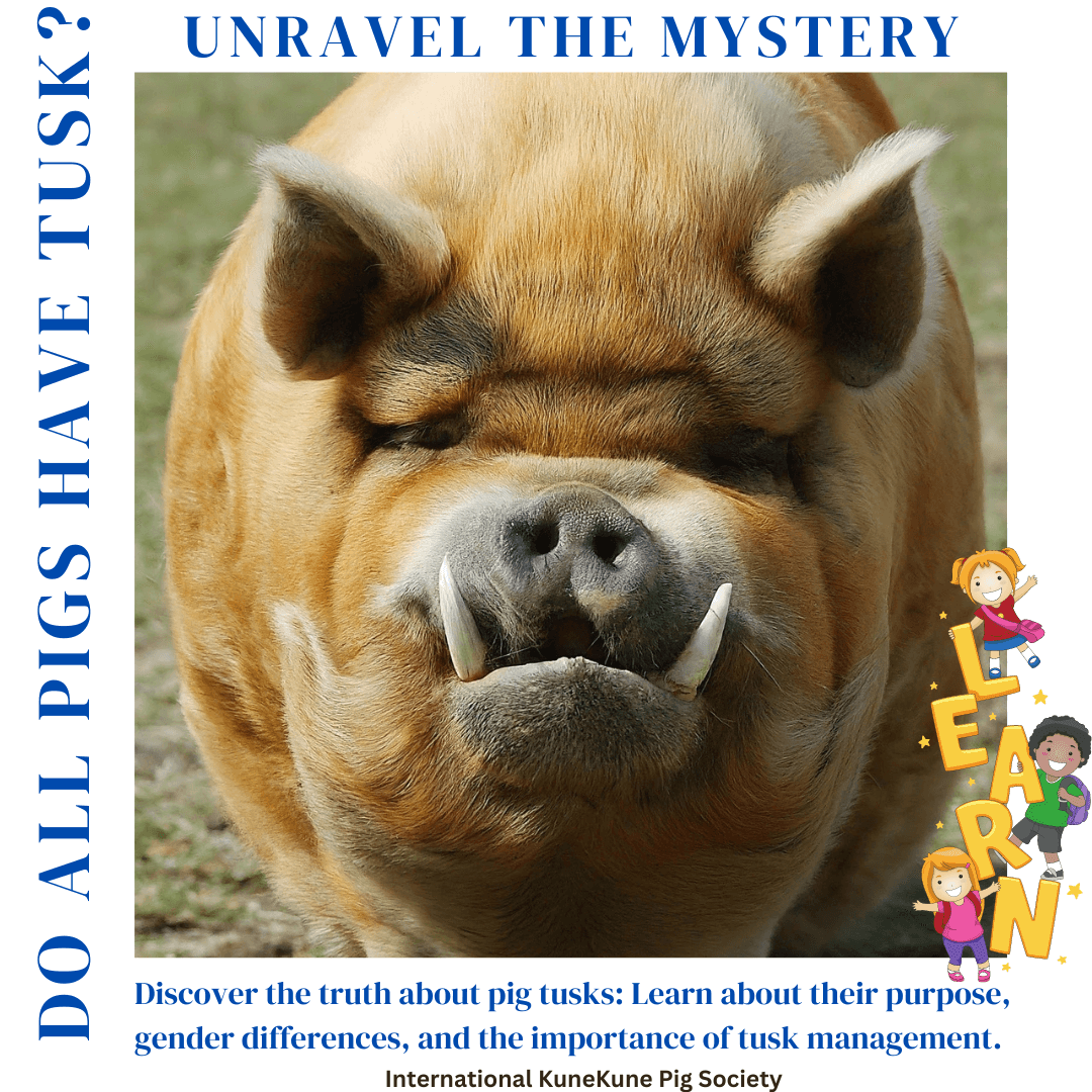 Do Pigs Grow Tusks? Unraveling the Mystery