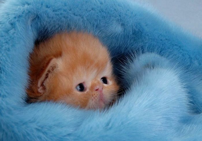 100 Photos De Chatons Tout Mignon Ikonal Com
