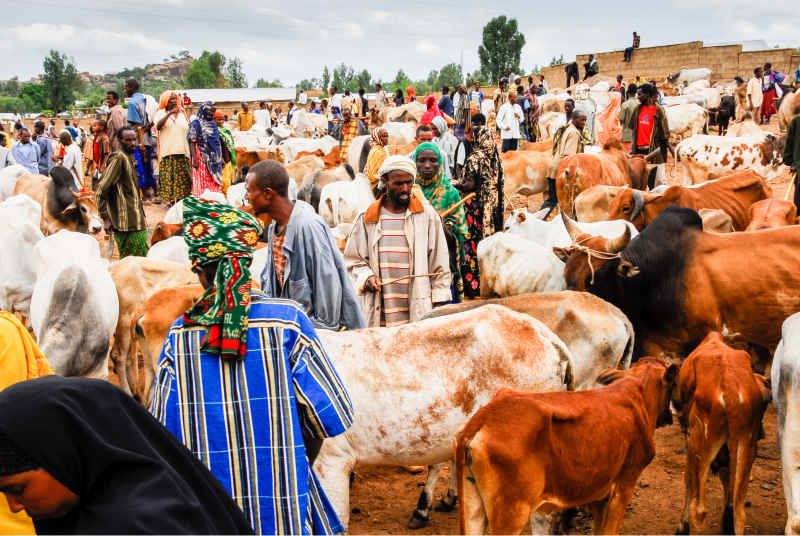 Promoting food security in Northeast Nigeria through livestock