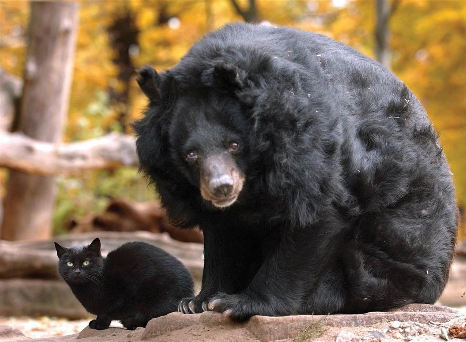 Cat & Bear