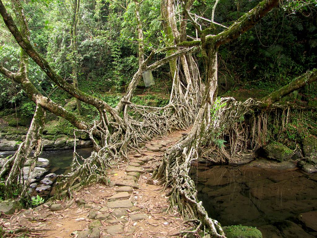 Living Root Tree Bridge in Meghalaya, India