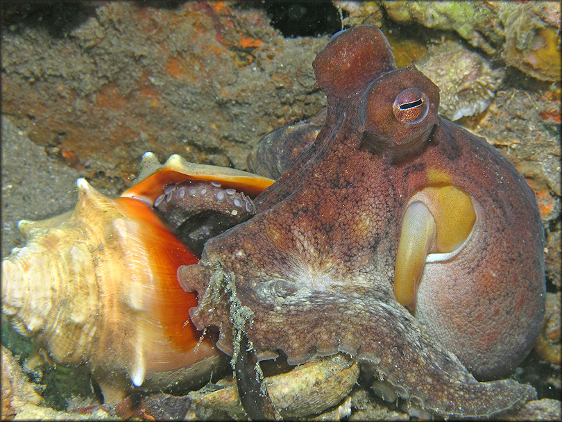 Atlantic Pygmy Octopus