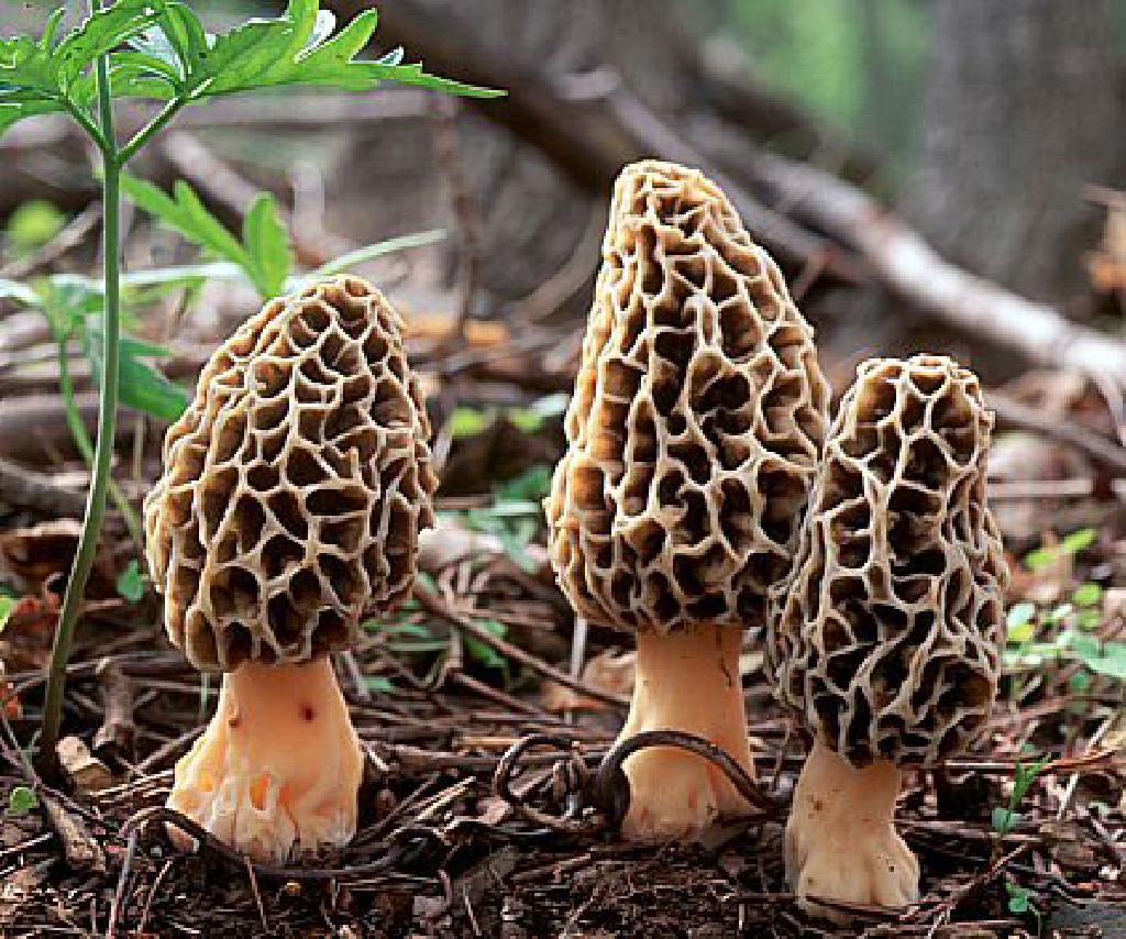 Morel Mushrooms