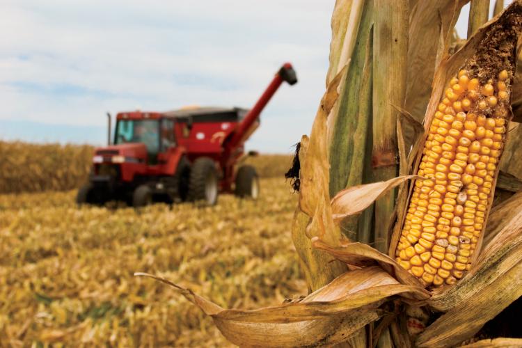 Field Corn Vs Sweet Corn What's The Difference?
