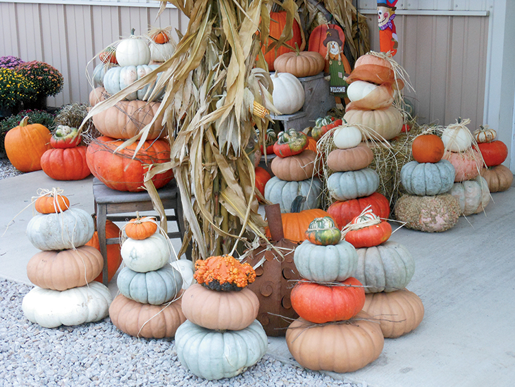 A Peck Of Pumpkins At Gail's Pumpkin Patch Illinois Farm Bureau Partners