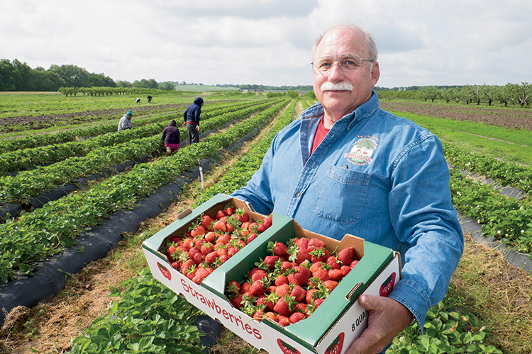 Strawberry Central at Schwartz Orchard Illinois Farm Bureau Partners