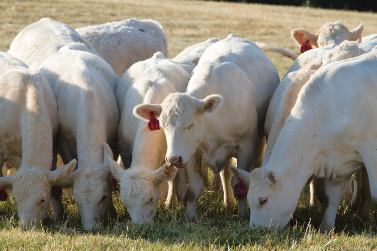 Illinois Farm Bureau A Timeline