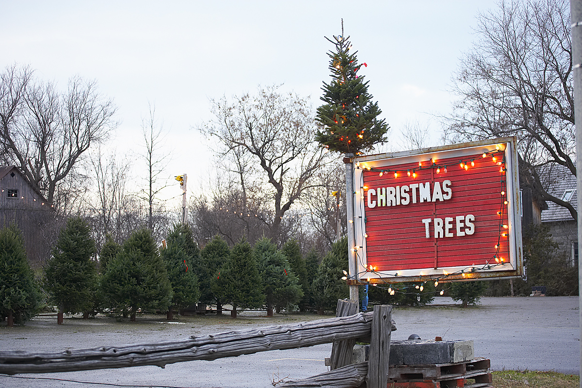 How To Pick The Perfect Illinois Christmas Tree Illinois Farm Bureau