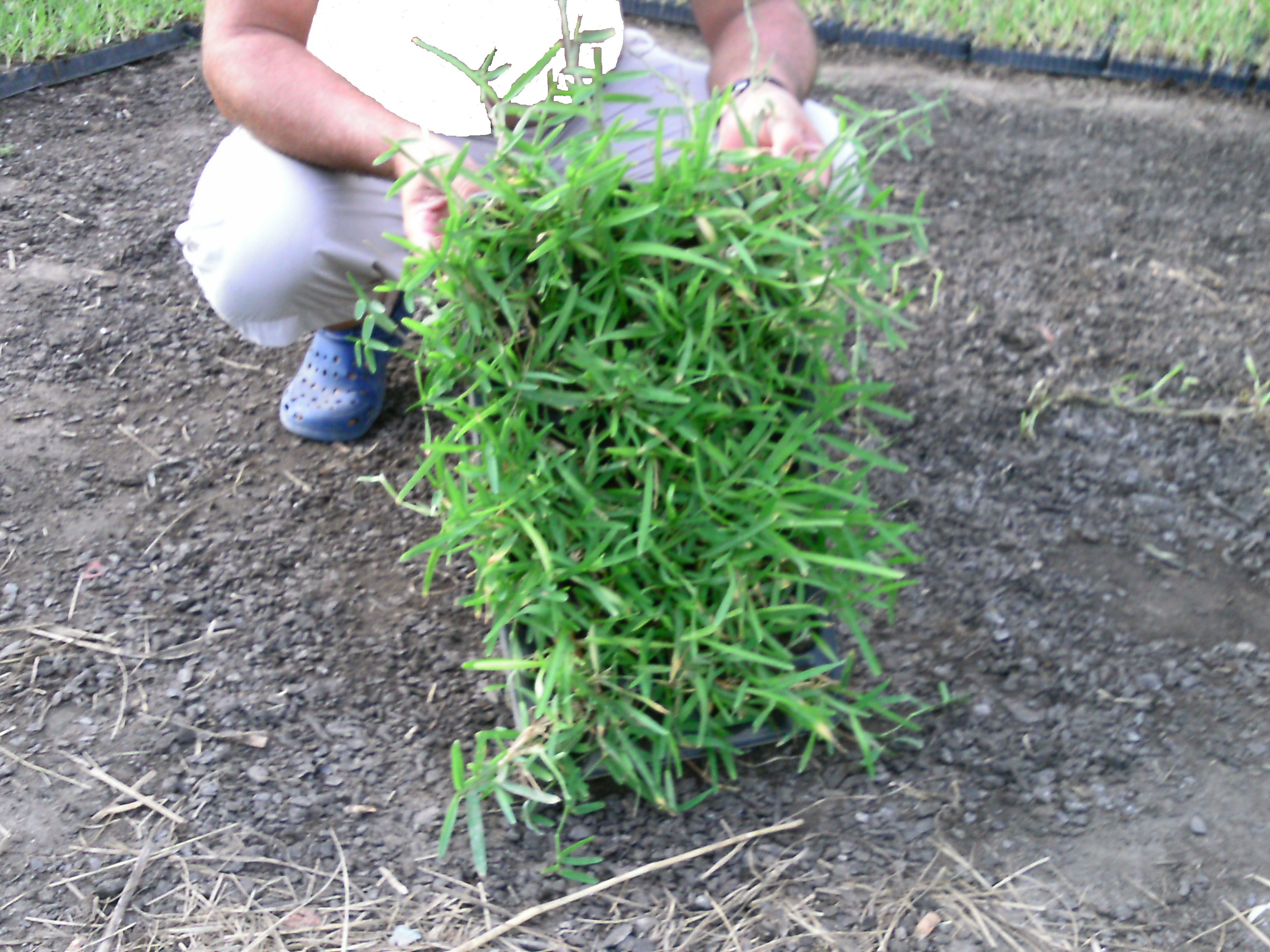 Concime Per Gramignone Gramignone Piantine Prato Contenitore 40 Pz