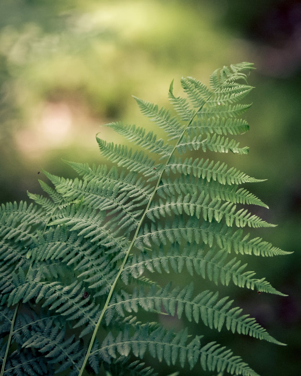 Free The Fern Hosts Invasive Removal Zoom Session April 28, 2021