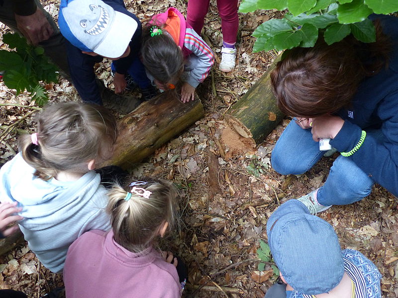 ILLeV. Ein tierisch spannender Waldspaziergang