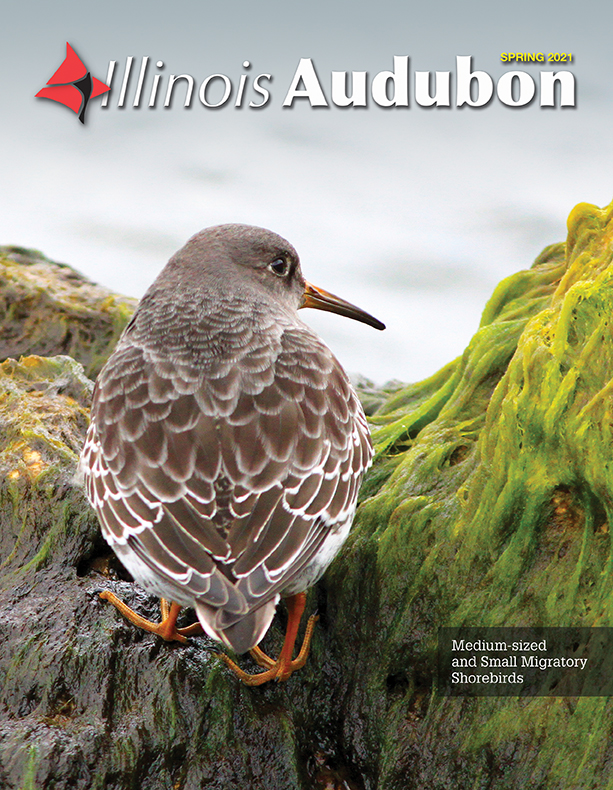Illinois Audubon Magazine Illinois Audubon Society
