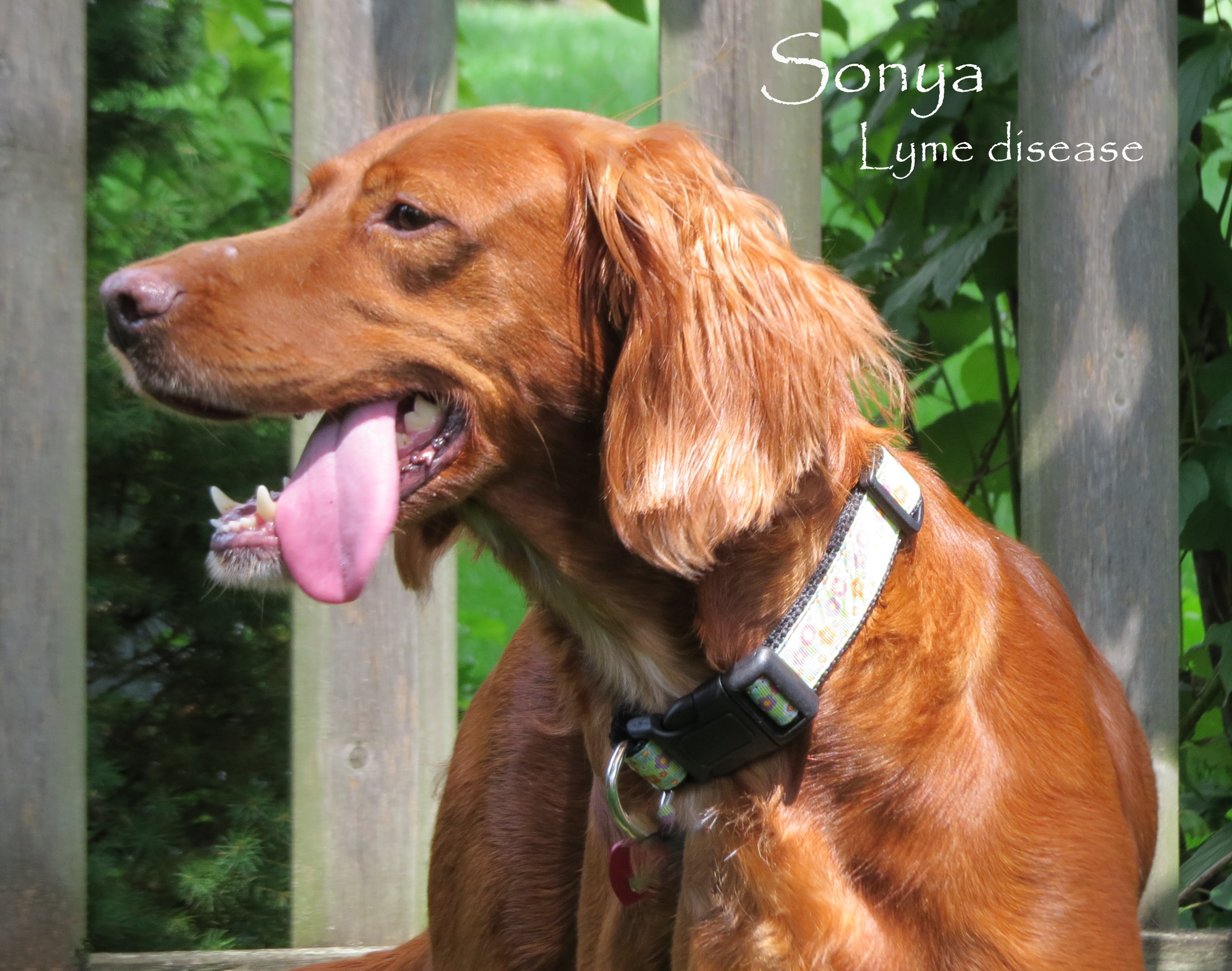 Heartworm Treatment in Dogs Complicated by Tick Borne Illness Co Infections