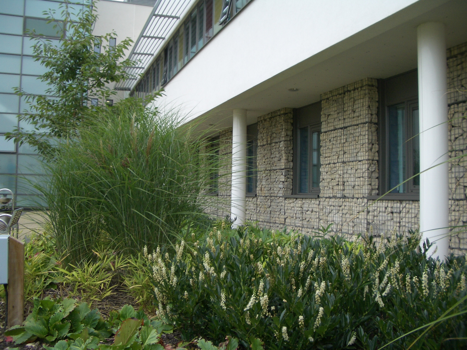 Lymington New Forest Hospital Illman Young Landscape Design