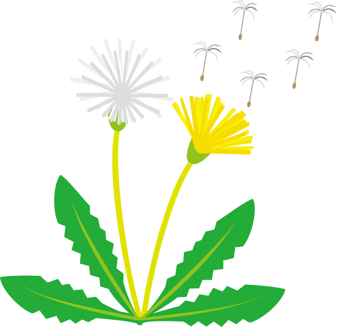 春の花306たんぽぽ花の無料イラスト素材イラストポップ