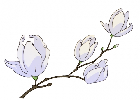 ピンクの木蓮の花枝。 のイラスト素材・ベクタ - . Image 74883598. 木蓮のイラスト - 無料イラストのImt 商用Ok、加工Ok