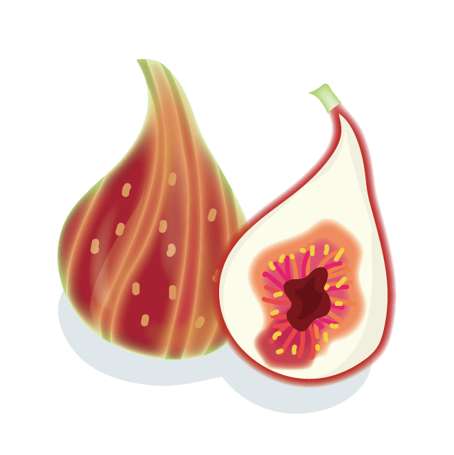 いちじく イラスト素材 [ 5239579 ] - フォトライブラリー Photolibrary いちじく（イチジク・無花果）のイラスト | 商用フリー(無料)のイラスト素材なら「イラストマンション」