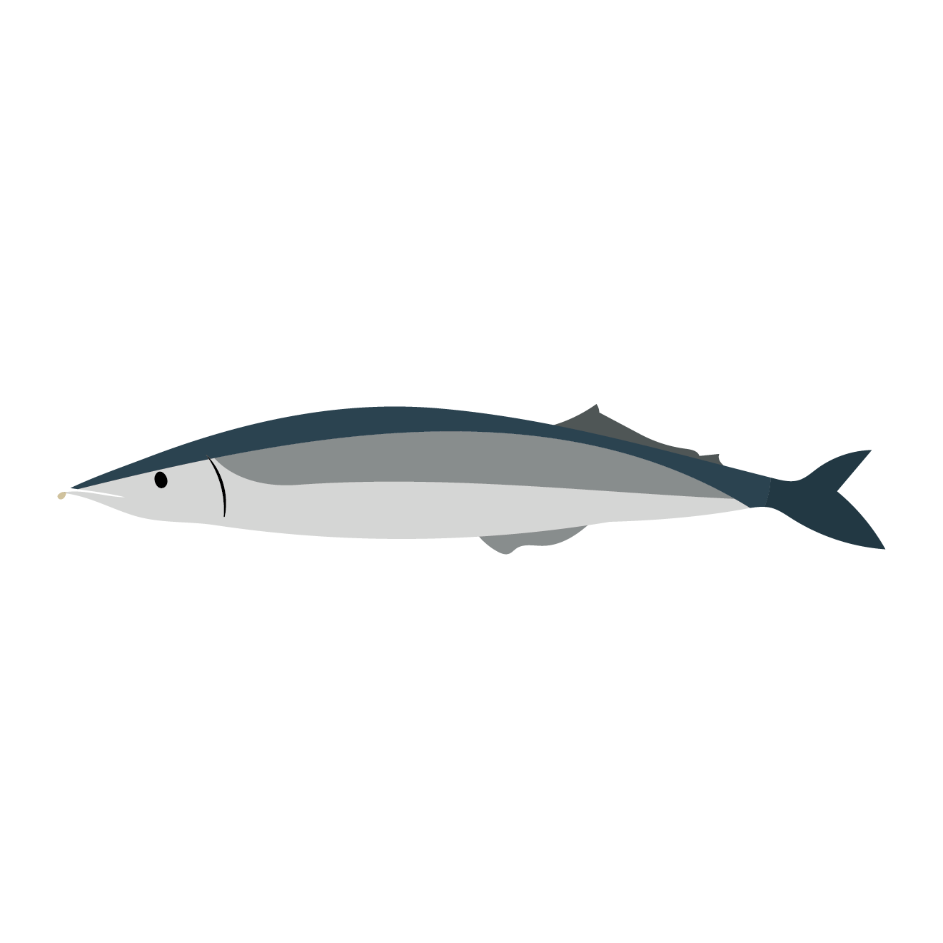 秋刀魚（さんま）のイラスト 商用フリー(無料)のイラスト素材なら「イラストマンション」