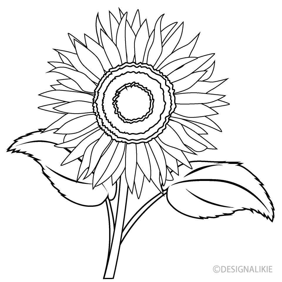 Sunflower Black and White Clip Art Free PNG Image｜Illustoon