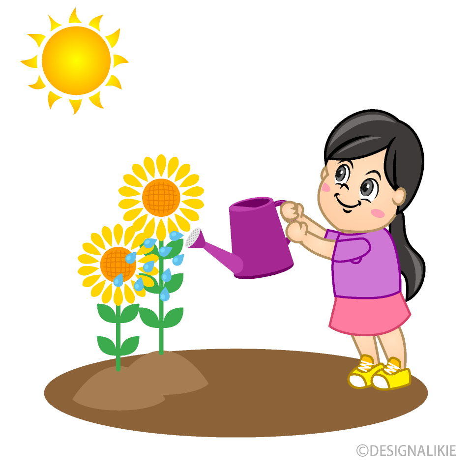 Girl Watering Sunflower Clip Art Free PNG Image｜Illustoon