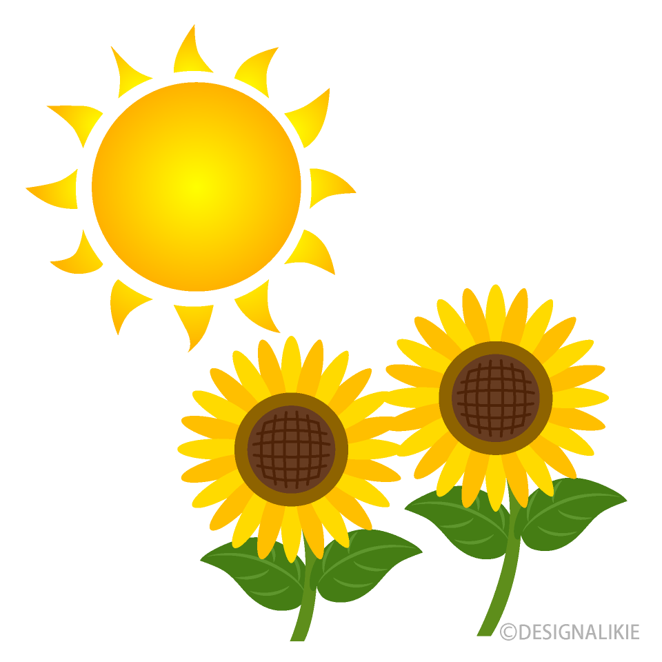 Sun and Sunflower Clip Art Free PNG Image｜Illustoon