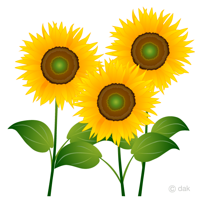 Three Sunflowers Clip Art Free PNG Image｜Illustoon