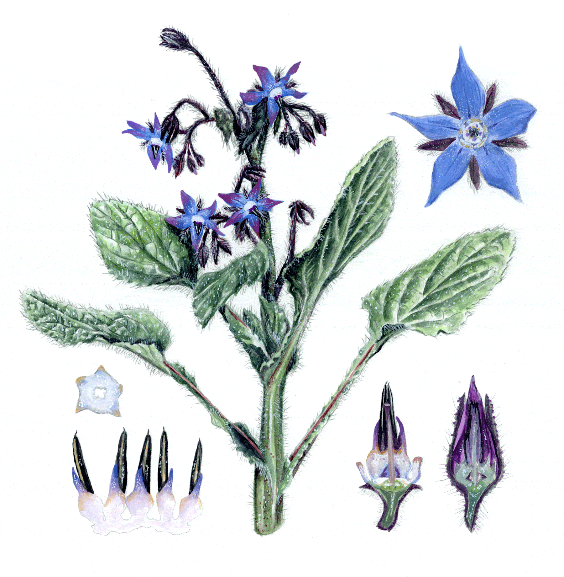 Borage Flower Drawing