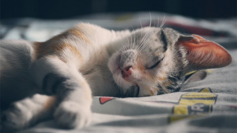 Why Does My Cat Keep Sneezing? 10 Possible Causes