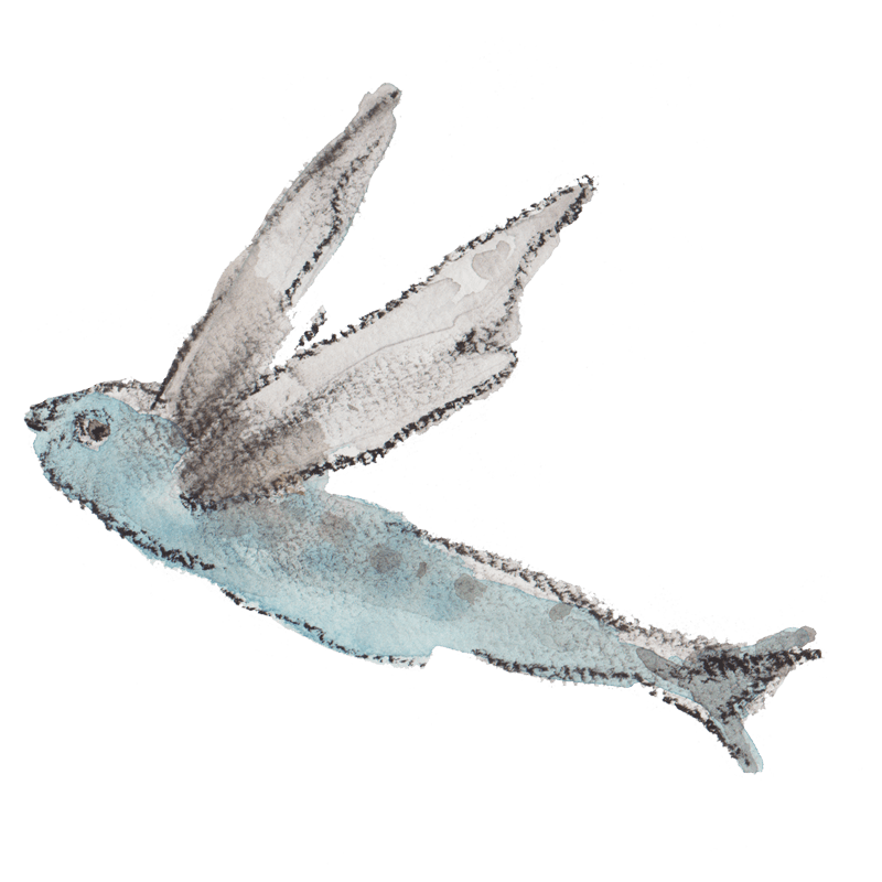 スケッチしたトビウオのイラスト｜イラスト素材館